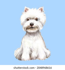 Watercolor illustration of dog West Highland White Terrier, dog, animal, pet, white dog, West Highland White Terrier breed 