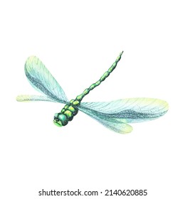 Watercolor illustration dragonfly and blue wings  The flying insect is bright   very beautiful  Isolated  For decoration  design  postcards  posters  patterns  decoration anything 