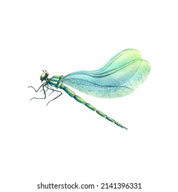 Watercolor illustration dragonfly and blue wings  The flying insect is bright   very beautiful  Isolated  For decoration  design  postcards  posters  patterns  decoration anything