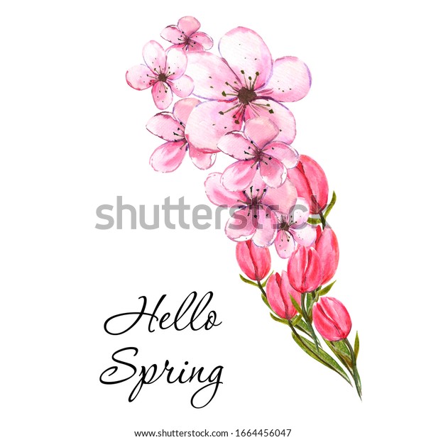水彩イラスト ピンクの花が咲くつぼみとチューリップの絵 ばね は デザインを作成するためのブーケです のイラスト素材 Shutterstock