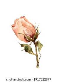 Watercolor illustration of dried rose. Dusty pink. Vintage drawing. Memories.