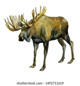 Watercolor Illustration. Elk. Image Of A Moose On The Side.