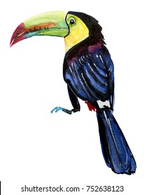 watercolor illustration of exotic bird toucan