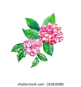 a watercolor illustration exotic garden flowers in beautiful bouquet  isolated white  striped camellia 