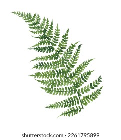 Watercolor illustration of a fern on a white background. Realistic illustration for design