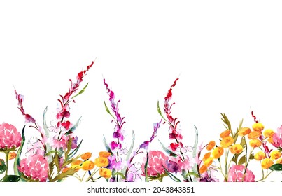 Watercolor illustration. Field medicinal herbs and flowers. Pink clover and tansy. Template for printing. Free space for text