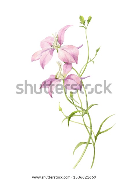水彩イラスト デルフィニウムの花の繊細な裂け目を描く 白い背景に明るいピンクの花 のイラスト素材