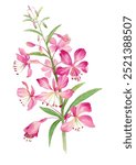 Watercolor illustration fireweed  pink flower on a white background