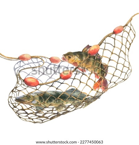 Watercolor illustration, fish caught in a fishing net. Perch and pike tangled in a fishing net isolated on white background
