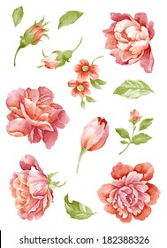 Watercolor Illustration  Flower Set  In Simple Background 