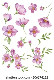 Watercolor Illustration Flower Set In Simple White Background