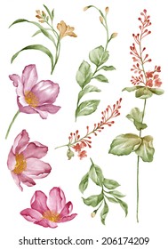 watercolor illustration flower set