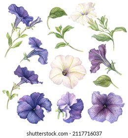 Watercolor Illustration Flower Set White Background Stock Illustration ...