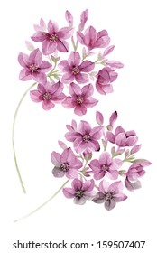 Watercolor Illustration Flowers In Simple Background 