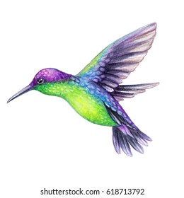 Watercolor Illustration Flying Hummingbird Isolated On Stock ...