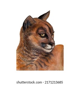 Watercolor illustration of forest animal cougar isolated on white background,realistic portrait of a cougar,Puma head, wildcat.