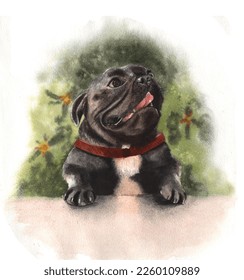 Watercolor illustration French bulldog dog  Cute purebred puppy 