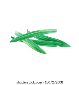 Watercolor Illustration Of Fresh Pandan Leaf, Which Is A Commonly Used Spice In Thai Cuisine, Isolated On White Background.