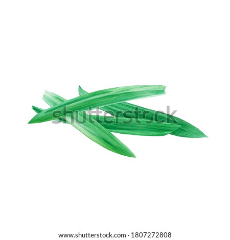 Watercolor Illustration of Fresh Pandan Leaf, which is a commonly used spice in Thai cuisine, isolated on white background.