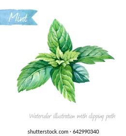 Watercolor illustration of fresh peppermint leaves isolated on white background with clipping path included