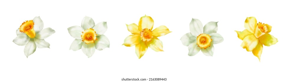 34,517 imágenes de Narcissus illustration - Imágenes, fotos y vectores de  stock | Shutterstock