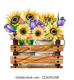 Watercolor illustration of garden sunflowers and tulips in a wooden box, fence . Watercolor bouquet of yellow sunflowers, purple tulips, strawberry fruits and greenery. Garden garden.