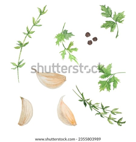 Watercolor illustration of garlic, pepper, thyme and persley. Botanical illustration. Food painting. Clip art for menu, cooking book, lable, packing of fresh goods, vegan products, vegetable shops