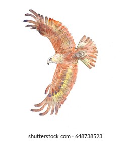 Watercolor Illustration of a Golden Eagle 