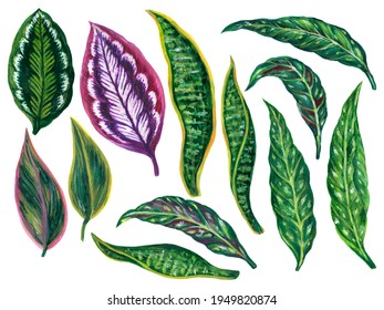 Watercolor Illustration Gouache  Botanical Leaves Collection Tropical Houseplants Elements Hand Painted