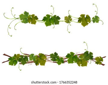 Watercolor illustration of grape leaves decoration