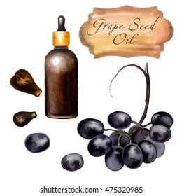 Watercolor Illustration Of Grape Seed Oil. Hand Painted  Black Grape  With Seeds. Isolated  Drawings Of Oil In  Glass Bottle On White Background.