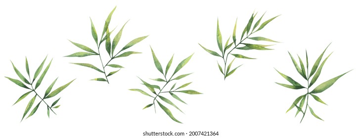 Watercolor illustration with green branches and bamboo leaves isolated elements on a white background. Botanical illustration for postcards, posters, banners, fabrics.