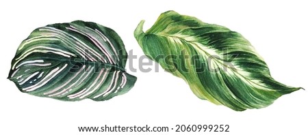 Watercolor illustration of green calathea maui queen and sanderiana ornata leaves. For stickers, label, product design. Hand painted botanical art, realistic tropical  exotic indoor plant