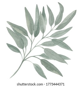 Watercolor Illustration Green Eucalyptus Branch Foliage Stock ...