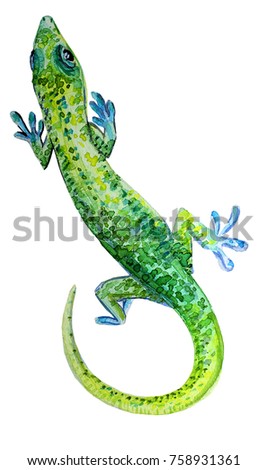 watercolor illustration of a green lizard