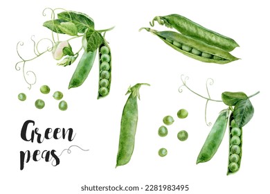 Watercolor illustration of green peas set, depicted in a realistic style and isolated on a white background