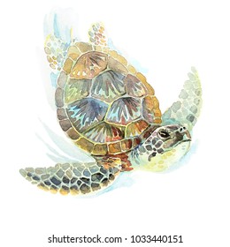 Watercolor Illustration Of A Green Sea Turtle