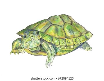 7,453 Turtle Watercolor Images, Stock Photos & Vectors | Shutterstock