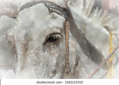 watercolor illustration: Half Portrait of a White Donkey, animal