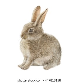 9,797 Brown rabbit forest animal Images, Stock Photos & Vectors ...