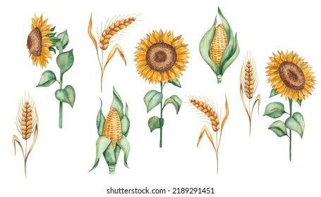 Watercolor illustration hand painted golden yellow sunflowers and green leaves  Ears rye  spikes wheat  Maize  corn  popcorn  Cereal plants  Autumn harvest  Isolated food clip art for prints