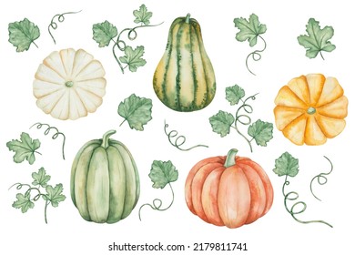 Watercolor illustration hand painted green  yellow  orange pumpkins  squash and leaves  tendrils  Autumn harvest vegetables  Isolated food clip art for Thanksgiving cards  Halloween prints