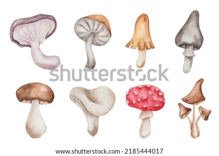 Watercolor illustration of hand painted mushrooms champignon, flybane brown, red, grey colors. Edible, inedidle fungus. Forest plant. Isolated on white food clip art for autumn fabric textile prints