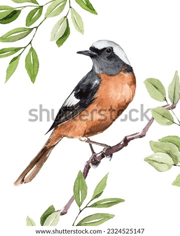 Watercolor illustration of hand painted redstart bird