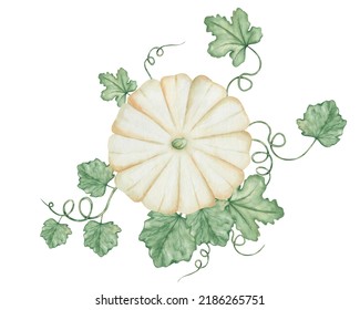 Watercolor Illustration Of Hand Painted White, Beige Pumpkin With Green Leaves And Tendrils. Autumn Harvest Of Squash Vegetables. Isolated Food Clip Art For Thanksgiving Cards, Halloween Prints