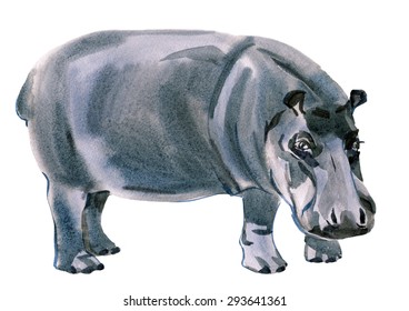 Watercolor Illustration Of Hippo In White Background.