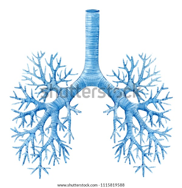 Watercolor illustration of a human lung,\
Breathing Rights.\
bronchi