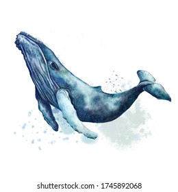 Blue Whale Watercolor Images Stock Photos Vectors Shutterstock