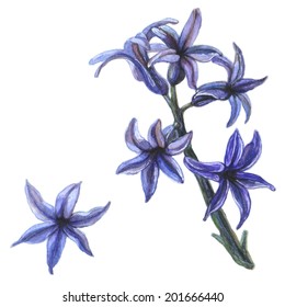 Watercolor illustration of hyacinth flower branch on white background