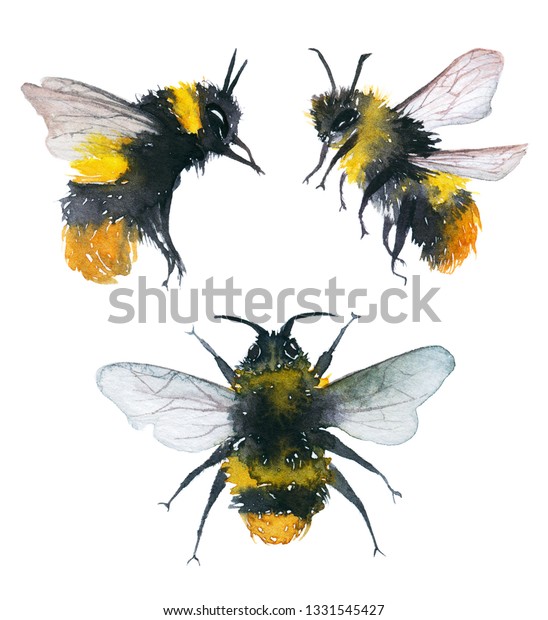 Watercolor Illustration Isolated Flying Bumblebee On Stock Illustration ...